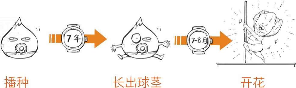 四、一朵花酿成的惨案：郁金香泡沫(下) - 图16