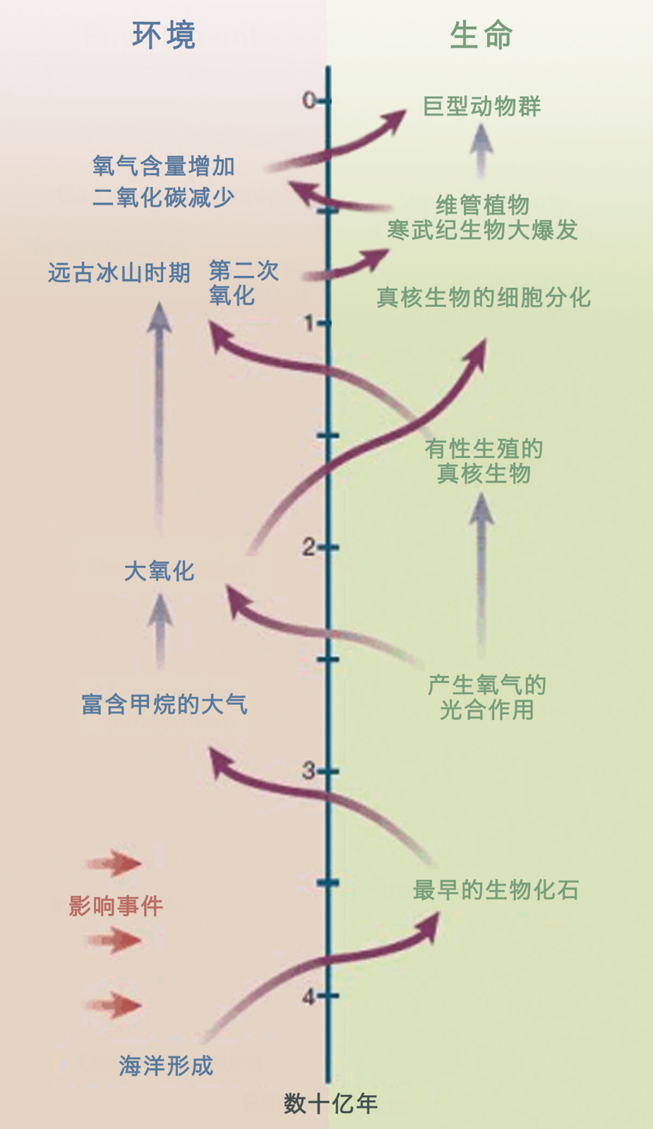 每个有机体都是「凑合」出来的 - 图1