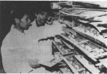 1983 步鑫生年 - 图1