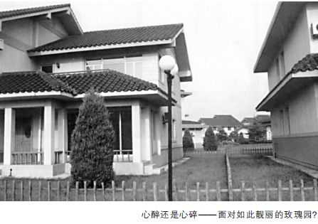 玫瑰开放终有时？ - 图1