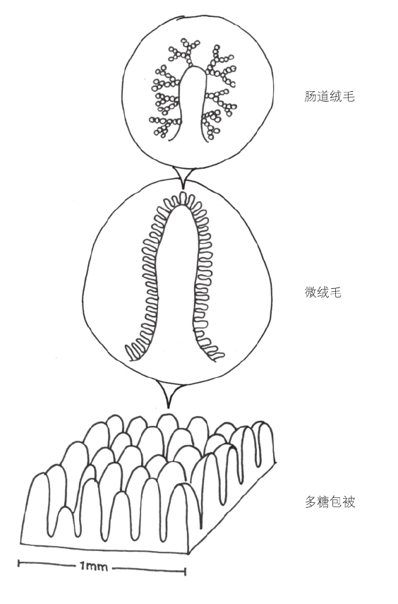 肠胃系统越靠近越美丽 - 图2
