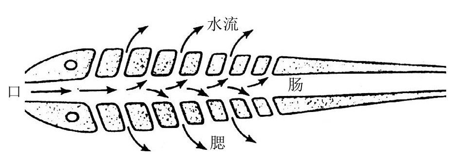 第9章 演化的历史遗产 - 图1