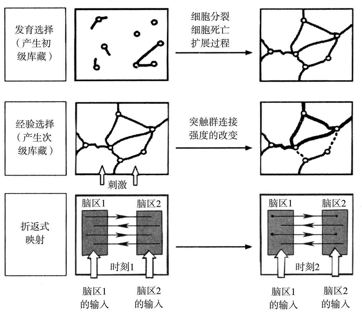 第4章 神经达尔文主义——全脑理论 - 图2