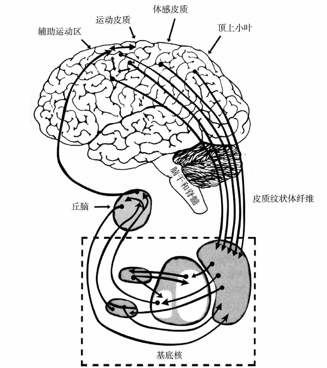 第8章 意识和非意识——自动和注意力 - 图1