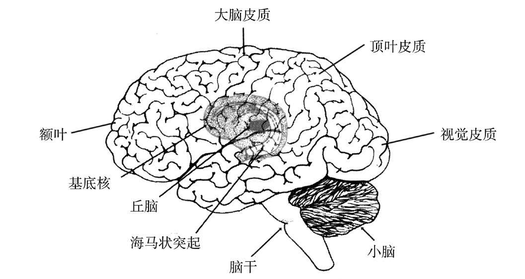 第3章 大脑组成 - 图1