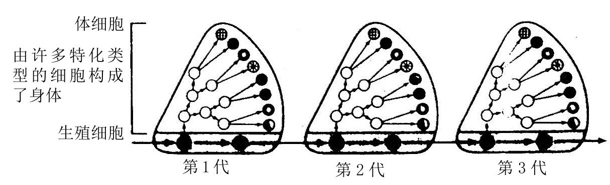 第12章 癌症 - 图1
