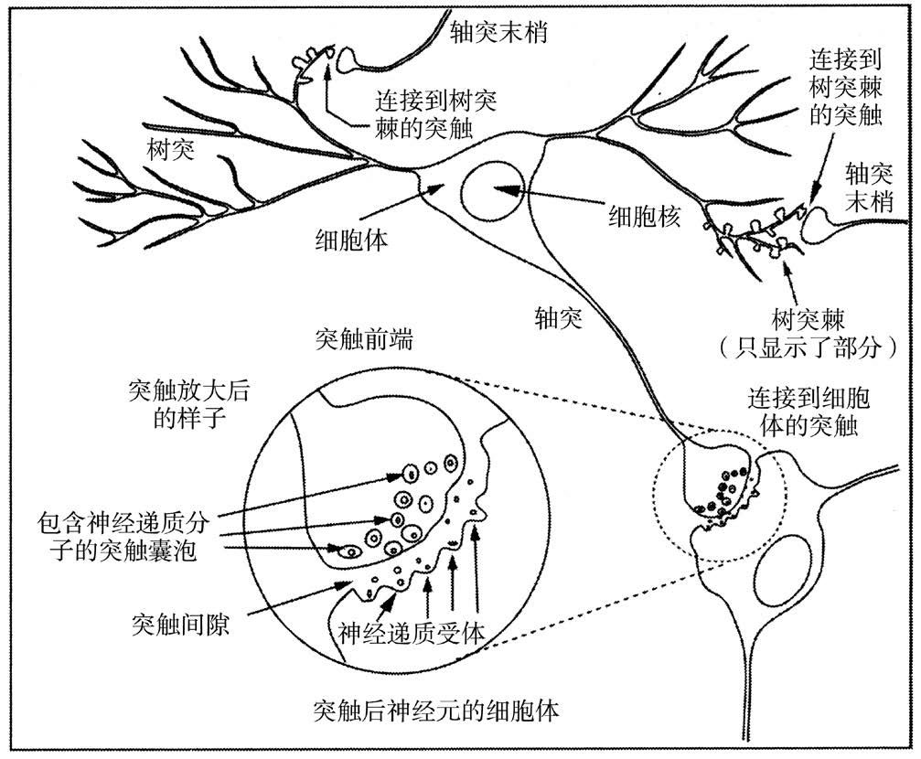 第3章 大脑组成 - 图2