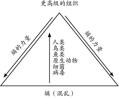 进化的奇迹 - 图1