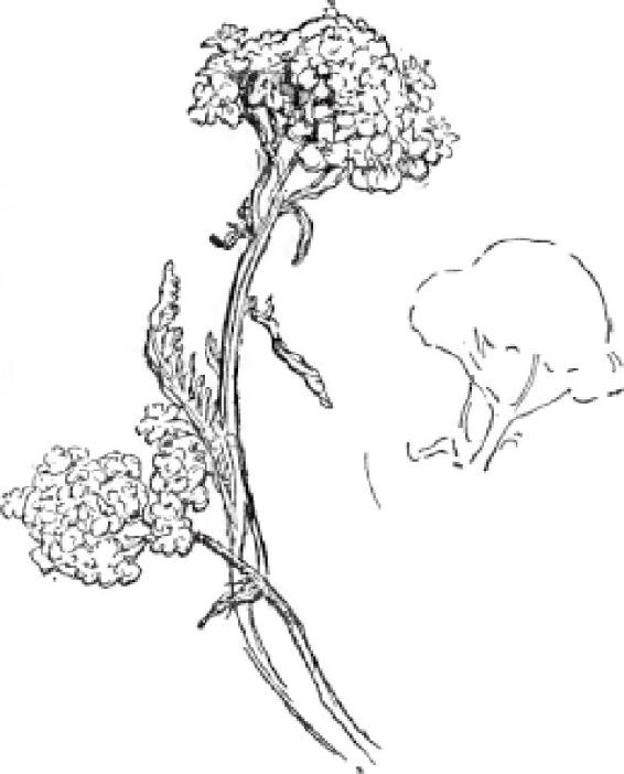 Chapter 12 户外素描 - 图2