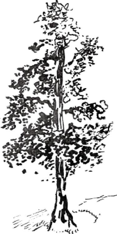 Chapter 12 户外素描 - 图15