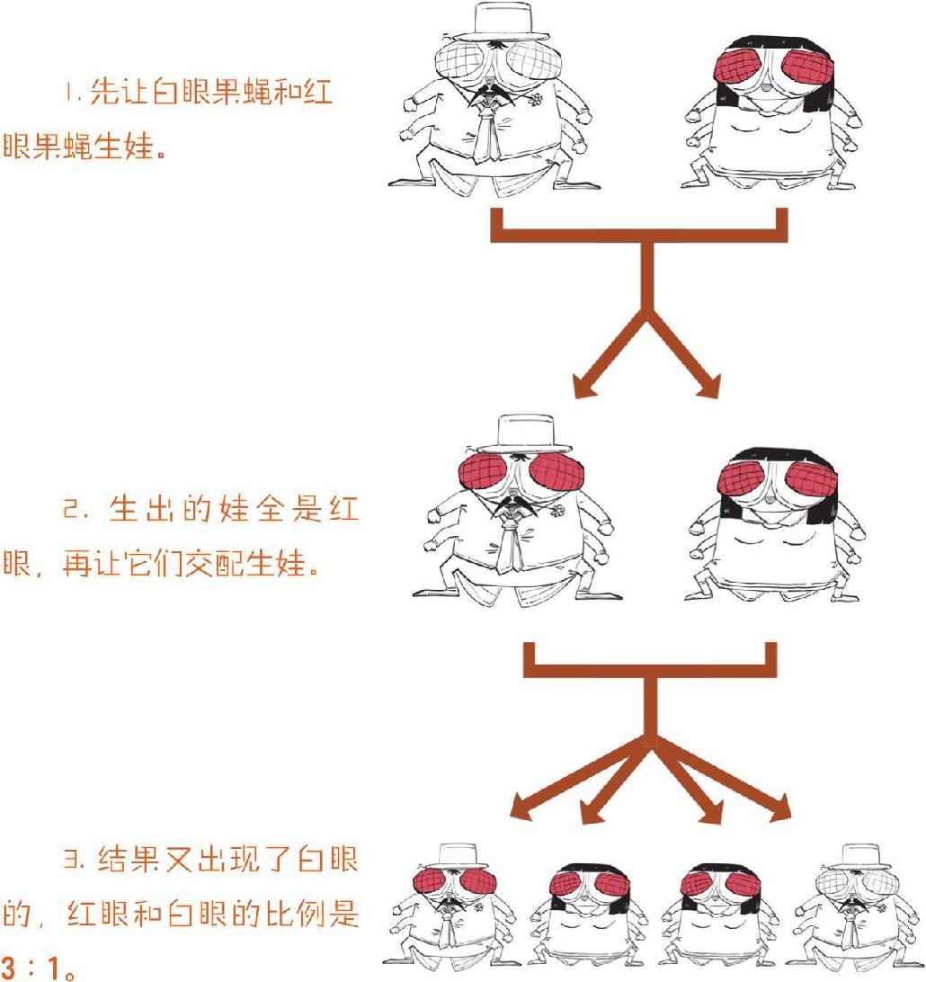 番外一、基因的发现，就像一出捉妖记! - 图36