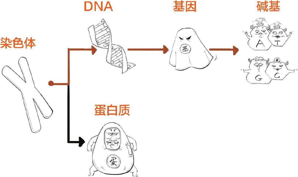 番外一、基因的发现，就像一出捉妖记! - 图63