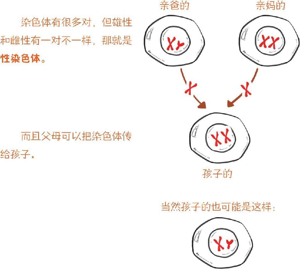 番外一、基因的发现，就像一出捉妖记! - 图41