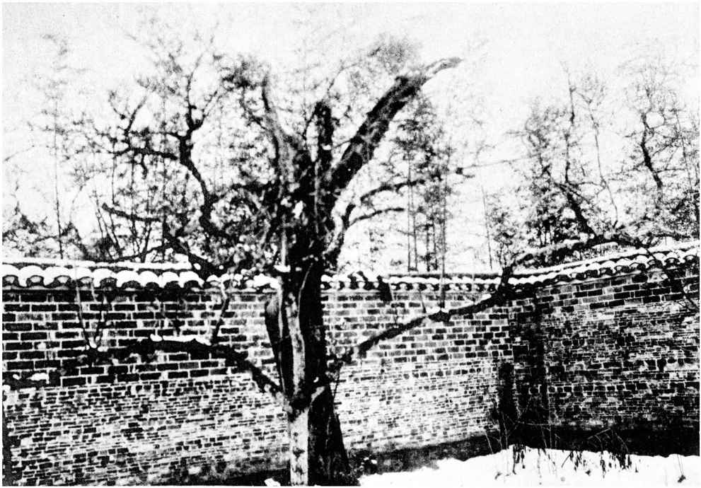 图五十四：会善寺净藏禅师身塔 - 图53