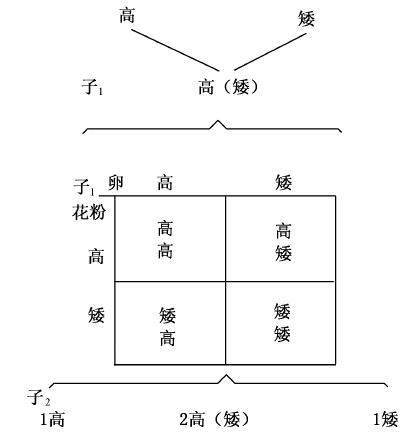 孟德尔的两条定律 - 图1