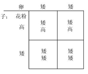 孟德尔的两条定律 - 图2