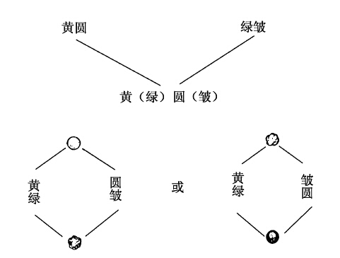 孟德尔的两条定律 - 图7