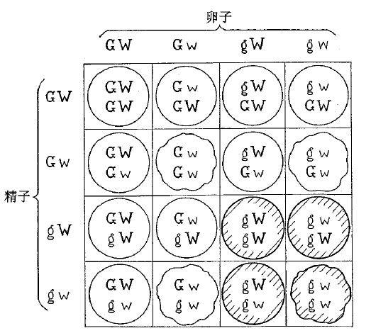 孟德尔的两条定律 - 图8