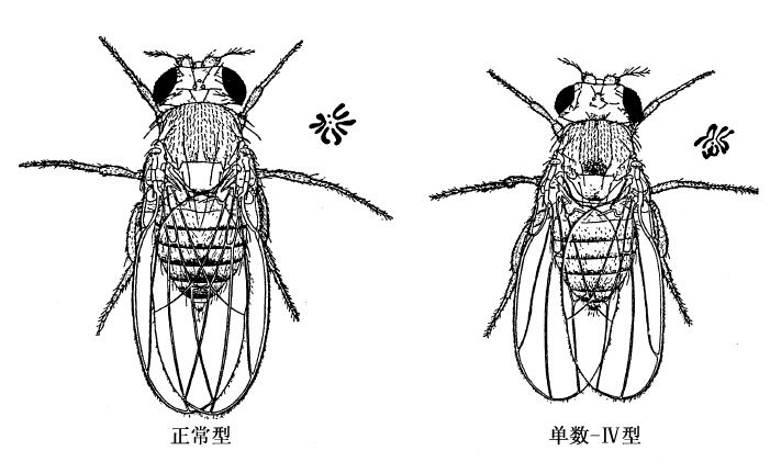 第4章　染色体与基因 - 图1