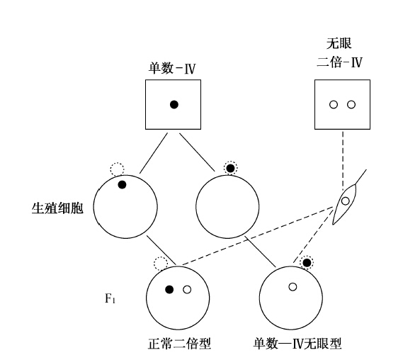 第4章　染色体与基因 - 图3
