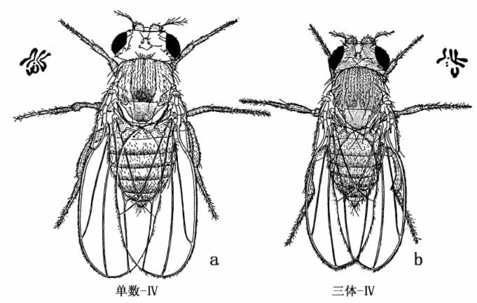 第4章　染色体与基因 - 图4