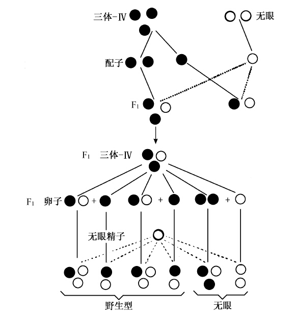 第4章　染色体与基因 - 图5