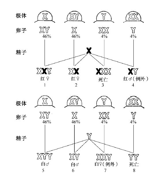 第4章　染色体与基因 - 图7
