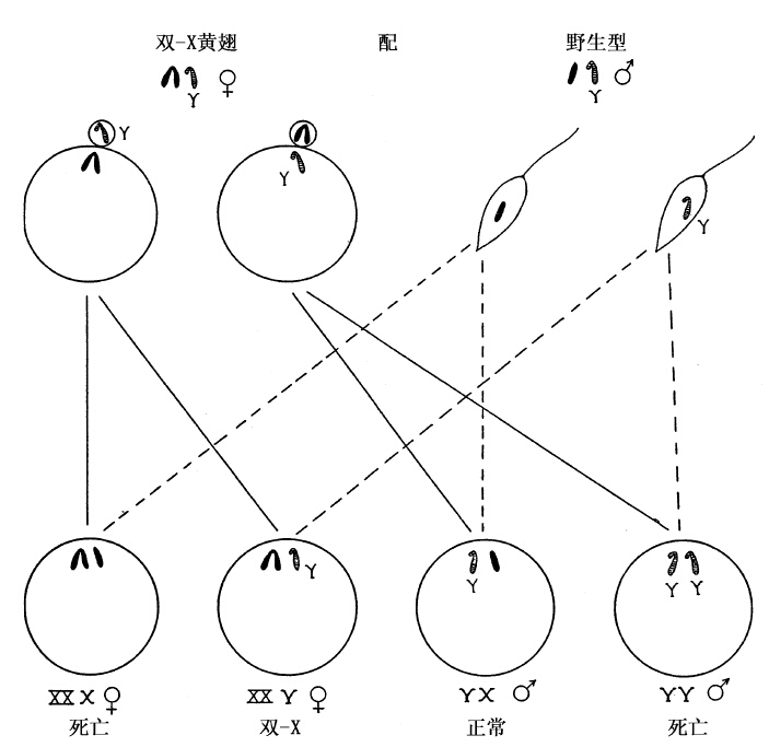第4章　染色体与基因 - 图9