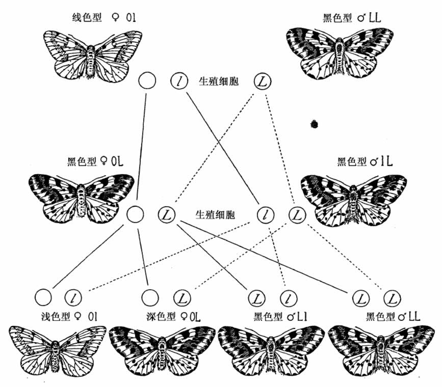 第5章　突变性状的起源 - 图2