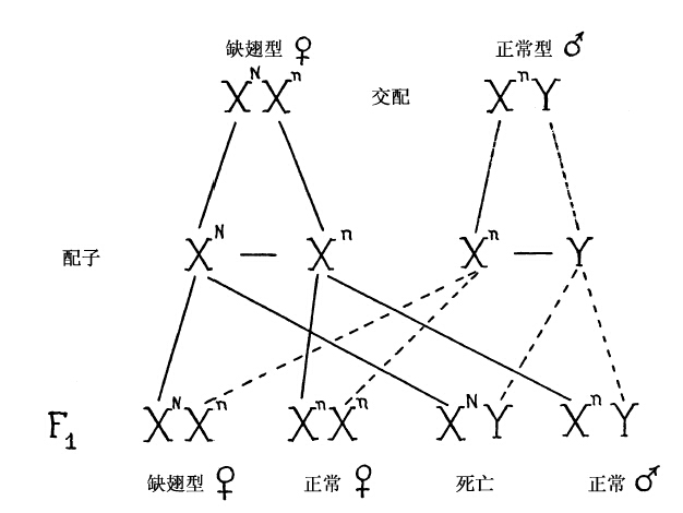 隐性性状与基因的缺失 - 图2