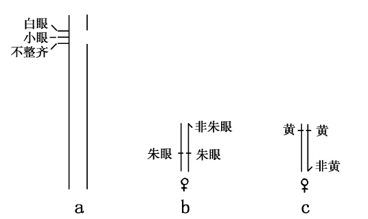 隐性性状与基因的缺失 - 图3