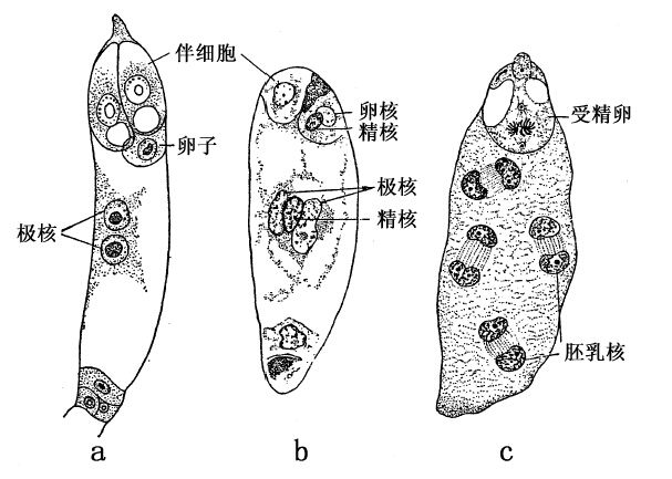 隐性性状与基因的缺失 - 图4