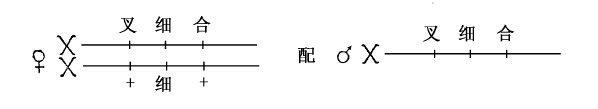 回原突变（返祖性）在解释突变过程中的重要性 - 图2
