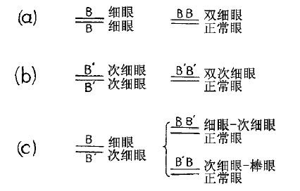 回原突变（返祖性）在解释突变过程中的重要性 - 图3