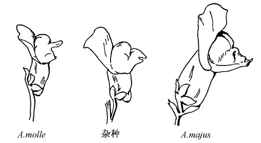 第7章　同属异种中基因的位置 - 图2