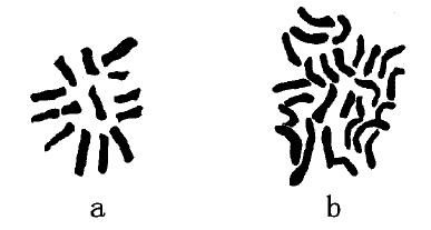 第8章　四倍体或四倍型 - 图4