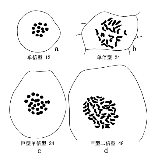 第8章　四倍体或四倍型 - 图9