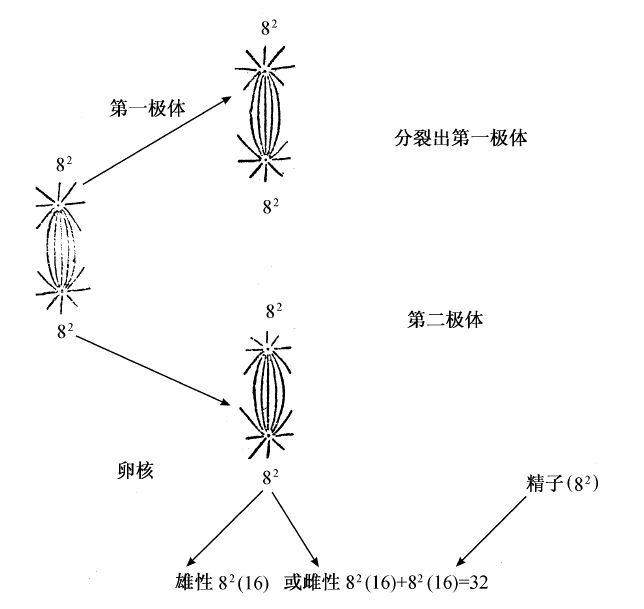 第10章　单倍体 - 图3
