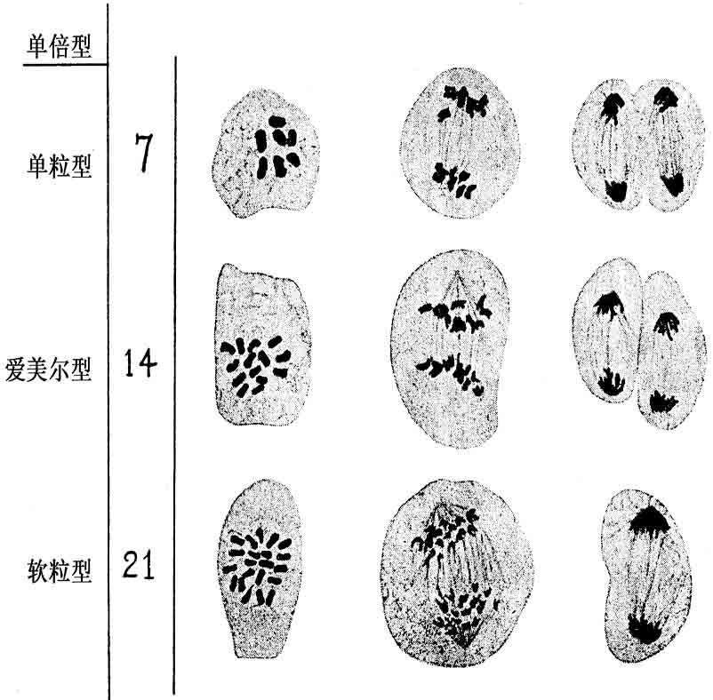 多倍体小麦 - 图3