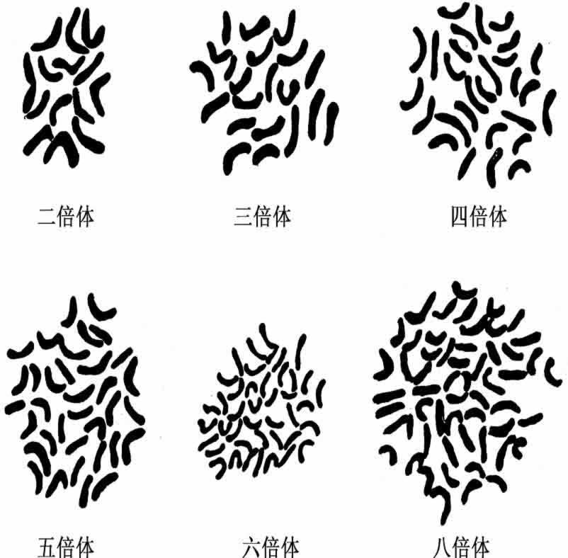 多倍体蔷薇 - 图1