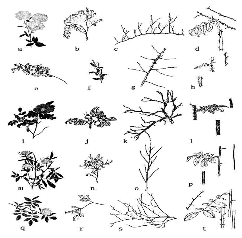 多倍体蔷薇 - 图4