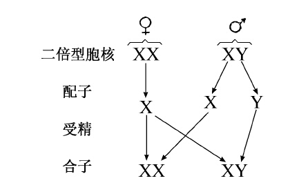 昆虫型（XX—XY） - 图3