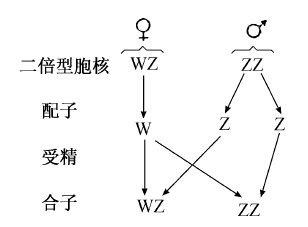 鸟型（WZ—ZZ） - 图1