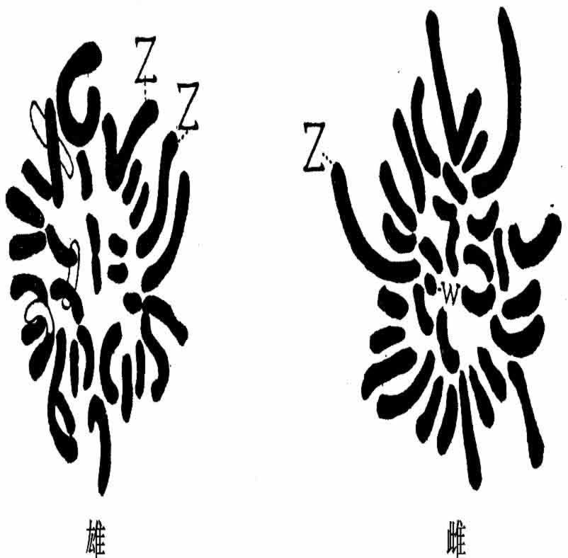 鸟型（WZ—ZZ） - 图2