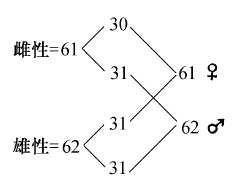 鸟型（WZ—ZZ） - 图6