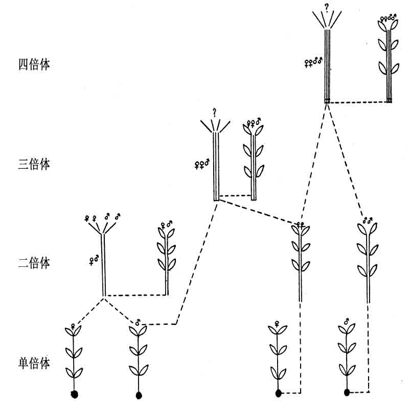 藓类的性别决定 - 图2