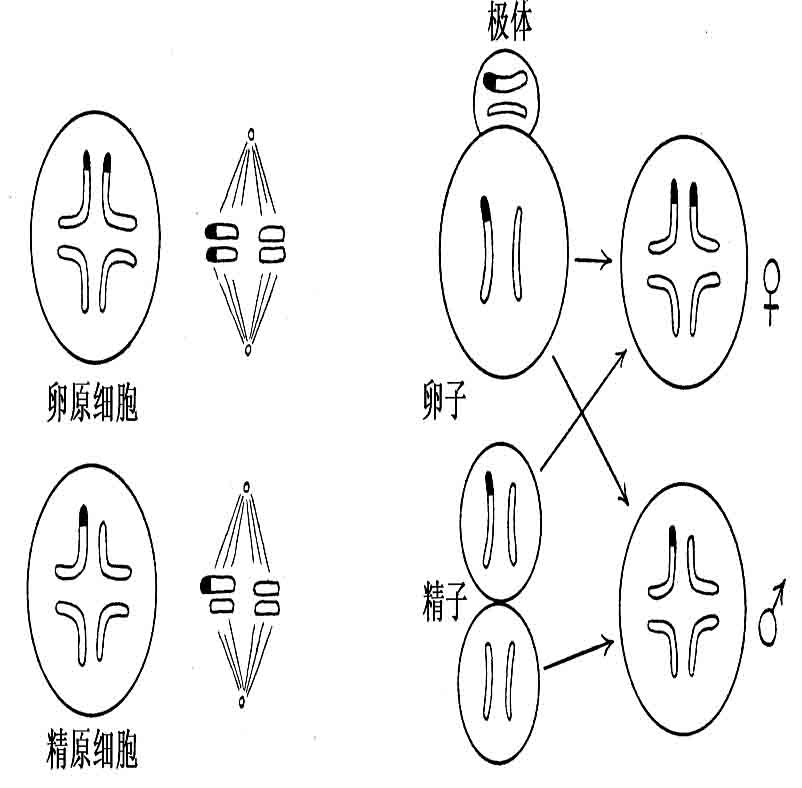X染色体附着在常染色体上 - 图2