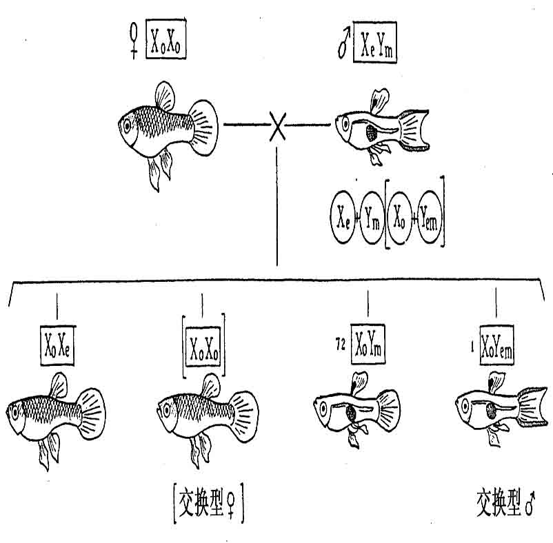 Y染色体 - 图2