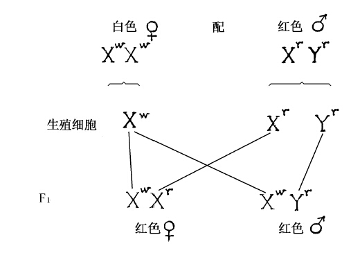 Y染色体 - 图5