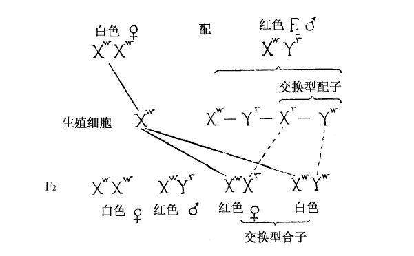 Y染色体 - 图7